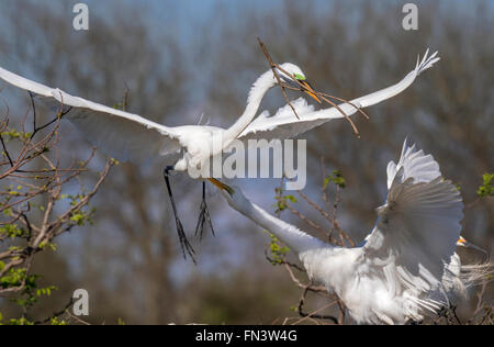 Un couple de grandes aigrettes (Ardea alba) à rookery : pincer le mâle qui a une succursale pour le nid, l'île haute, Texas Banque D'Images