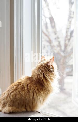 Un chat orange regarder par la fenêtre. Banque D'Images