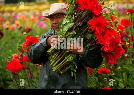 Journalier avec dahlia, Swan Island dahlias, Clackamas Comté (Oregon) Banque D'Images