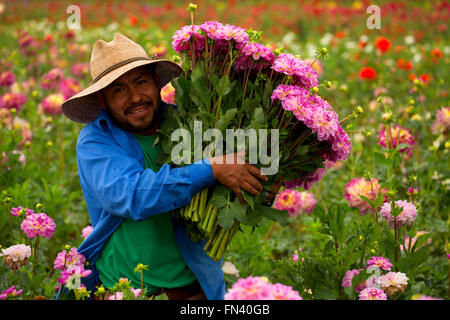 Journalier avec dahlia, Swan Island dahlias, Clackamas Comté (Oregon) Banque D'Images