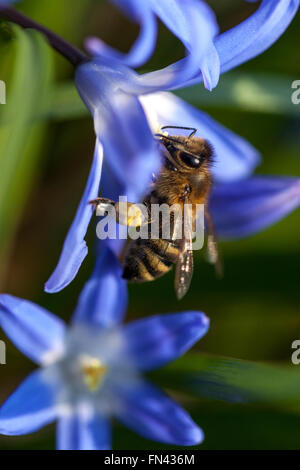 Chionodoxa Bee Chionodoxa luciliae Bee on Flower Close Up Scilla luciliae Glory of the Snow Bee Close Up pétales European Honey Bee Flower Close up Banque D'Images