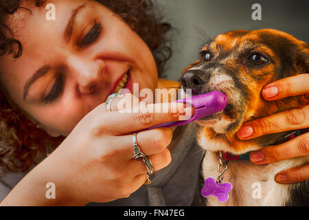 Jolie jeune femme de race blanche aux grands yeux brosses les dents de beagle sur fond gris dans un style dynamique élevée Banque D'Images