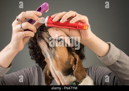 Jolie jeune femme s'applique à dentifrice brosse chien beagle cherche sur attentivement sur fond gris Banque D'Images