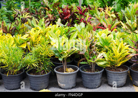 Codiaeum variegatum en pot sur le marché jatujak, Bangkok, Thaïlande Banque D'Images