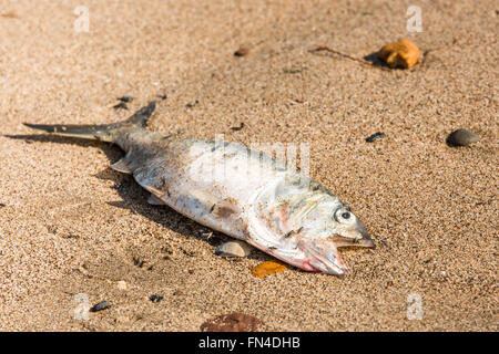 Un poisson bleu mort sur le sable. Banque D'Images