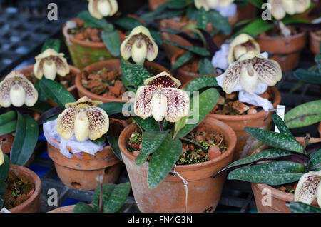 Paphiopedilum bellatulum en pot sur le marché jatujak, Bangkok, Thaïlande Banque D'Images