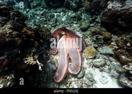 Gros plan de la tête et des trois tentacules de la pieuvre géante du Pacifique Enteroctopus dofleini nageant librement sur le récif corallien aux Philippines Banque D'Images