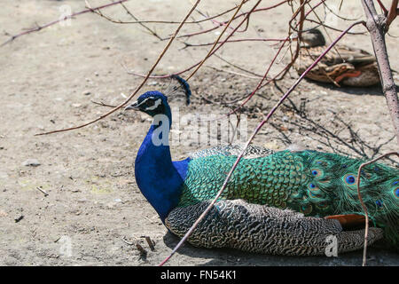 Paons Indiens bleu paon (Pavo Cristatus /). Gros plan du chef Banque D'Images