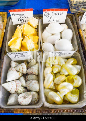 Un écran de petits coquillages de décoration à vendre à Whitby, North Yorkshire Angleterre Banque D'Images