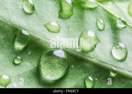 Gouttes d'eau sur feuille verte. Un plan macro. Banque D'Images