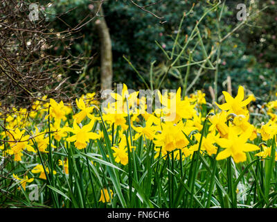 Les jonquilles font partie de la famille et de narcisses sont présentés ici en pleine floraison dans un coin ombragé d'un grand jardin au début de mars. Banque D'Images