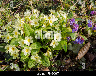 Primrose Primula vulgaris ou - un auto-ensemencement massif poussant dans une zone ombragée du jardin d'un pays Banque D'Images