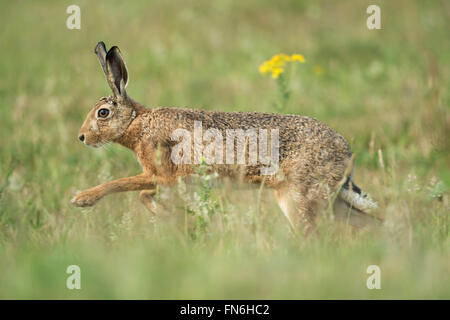 Lièvre brun / lièvre européen / Feldhase (Lepus europaeus ) traversant la prairie en fleurs. Banque D'Images