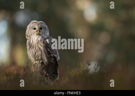 Chouette de l'Oural / Habichtskauz ( Strix uralensis ) perché sur une souche d'arbre sur une clairière, entourée de broussailles et de forêts boréales. Banque D'Images