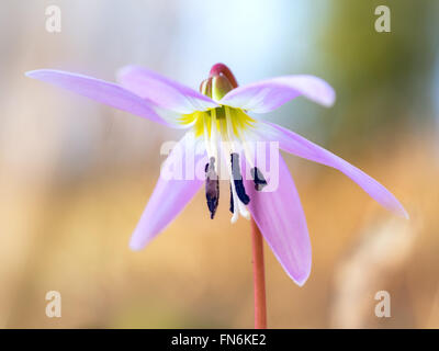 Erythronium dens-canis, Dent de chien violet. Fleur de printemps sauvage. Banque D'Images