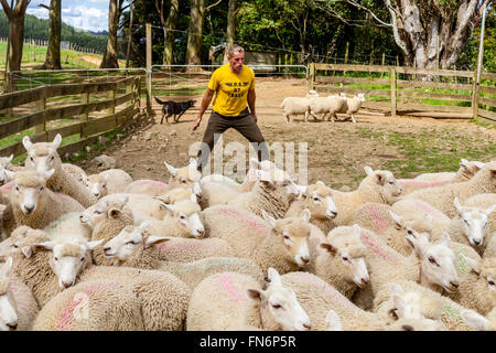 Un éleveur de moutons dans les troupeaux d'un camion, ferme de moutons, pukekohe, Nouvelle-Zélande Banque D'Images