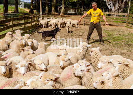 Un éleveur de moutons dans les troupeaux d'un camion, ferme de moutons, pukekohe, Nouvelle-Zélande Banque D'Images