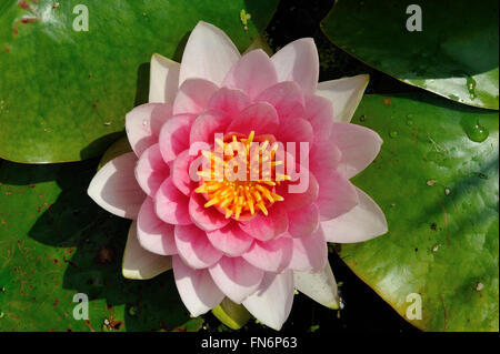 Une fleur de lys en fleurs vue d'en haut avec des fleurs roses et blanches Banque D'Images