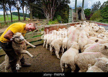 Les moutons d'être chargé sur un camion, ferme de moutons, pukekohe, Nouvelle-Zélande Banque D'Images