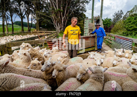 Les moutons d'être chargé sur un camion, ferme de moutons, pukekohe, Nouvelle-Zélande Banque D'Images