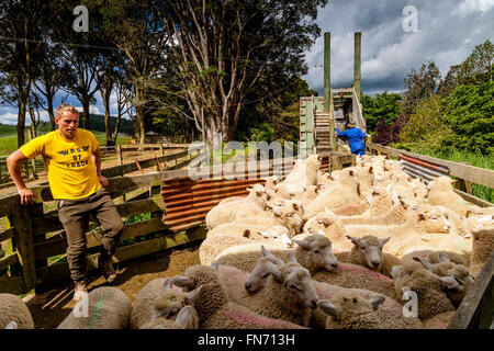 Les moutons d'être chargé sur un camion, ferme de moutons, pukekohe, Nouvelle-Zélande Banque D'Images