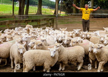 Un éleveur de moutons dans les troupeaux d'un camion, ferme de moutons, pukekohe, Nouvelle-Zélande Banque D'Images