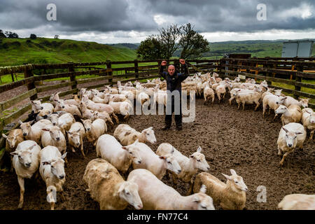 Un éleveur de moutons dans les troupeaux d'un camion, ferme de moutons, pukekohe, Nouvelle-Zélande Banque D'Images