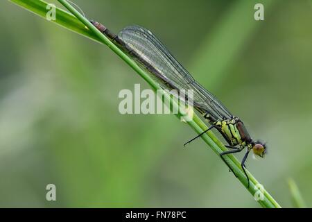 Jeunes demoiselles aux yeux rouges (Erythromma najas). Dans l'insecte, ordre des Odonates Coenagrionidae famille, au repos sur l'herbe Banque D'Images