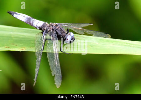 Rares Libellula fulva (chaser). De rares hommes usés dans la famille Libellulidae libellule, au repos sur l'herbe à Woodwalton Fen NNR Banque D'Images