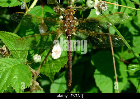 Brown (Hawker Aeshna grandis). Gros insectes brown dans l'ordre des odonates, Aeshnidae, au repos dans un bois britannique Banque D'Images