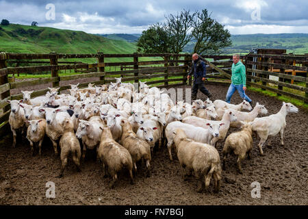 Deux troupeaux de moutons, les éleveurs de moutons ferme de moutons, pukekohe, Nouvelle-Zélande Banque D'Images