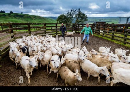 Deux troupeaux de moutons, les éleveurs de moutons ferme de moutons, pukekohe, Nouvelle-Zélande Banque D'Images