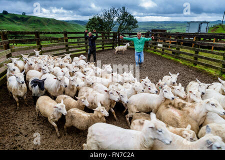 Deux troupeaux de moutons, les éleveurs de moutons ferme de moutons, pukekohe, Nouvelle-Zélande Banque D'Images