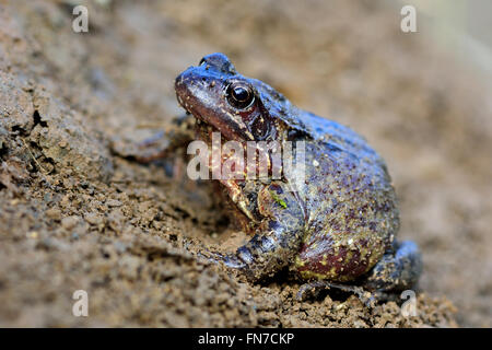 Grenouille rousse (Rana temporaria). Amphibiens colorés dans la famille des Ranidés, femelle gravide prête à pondre des oeufs Banque D'Images