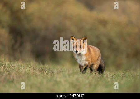 Red Fox / Rotfuchs ( Vulpes vulpes ) marche lentement sur un pré, le long d'une haie d'arbustes, de se rapprocher, de belles couleurs automnales. Banque D'Images