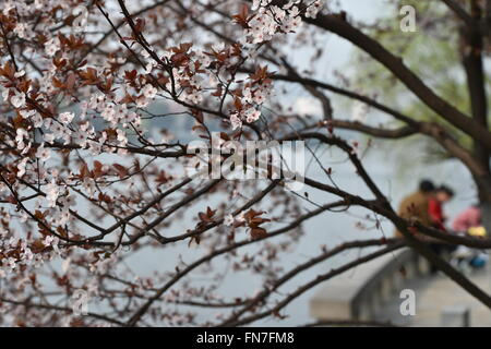 Hefei, Chine, Anhui Province. Mar 13, 2016. Les gens dialoguent à l'Huancheng Park à Hefei, capitale de la Province d'Anhui en Chine orientale, le 13 mars 2016. Paysage de printemps attire les visiteurs que la température monte jusqu'à travers la Chine. © Yang Xiaoyuan/Xinhua/Alamy Live News Banque D'Images