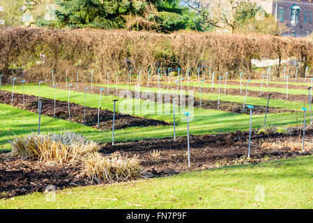 Lund, Suède - 12 mars 2016 : Des rangées de fleurs au début du printemps dans l'ouvrir au public l'université de Lund Botanical garden. Signe t Banque D'Images