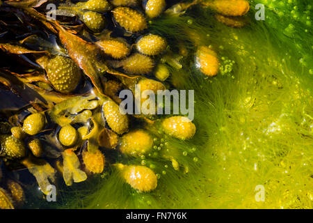 Bladderrack vert vif d'algues dans rockpool Banque D'Images