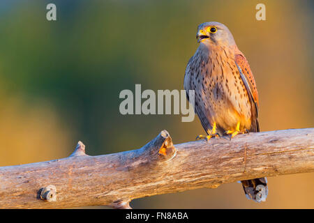 Faucon crécerelle (Falco tinnunculus), mâle adulte, perché sur une branche morte, Montecorvino Ceraso, Campanie, Italie Banque D'Images