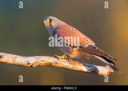 Faucon crécerelle (Falco tinnunculus), mâle adulte, perché sur une branche morte, Montecorvino Ceraso, Campanie, Italie Banque D'Images