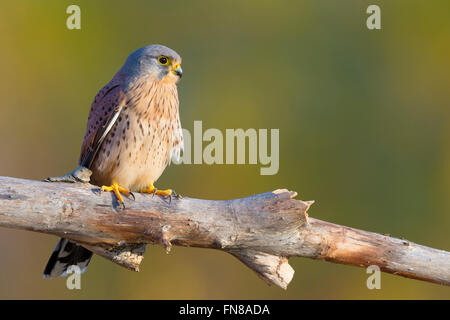 Faucon crécerelle (Falco tinnunculus), mâle adulte, perché sur une branche morte, Montecorvino Ceraso, Campanie, Italie Banque D'Images