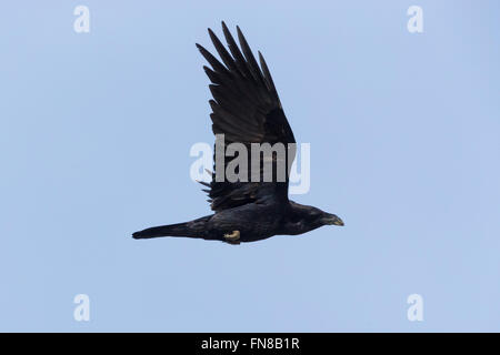 Grand Corbeau (Corvus corax), en vol avec ciel en arrière-plan, Basilicate, Italie Banque D'Images