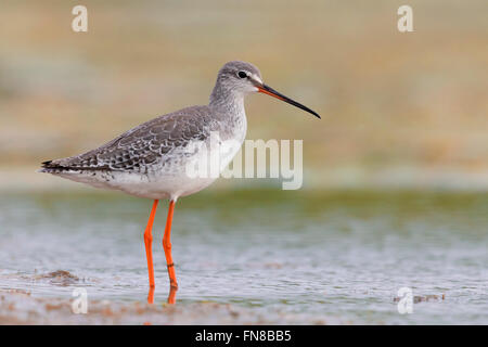 Chevalier arlequin (Tringa erythropus), adulte en plumage d'hiver debout dans l'eau, Campanie, Italie Banque D'Images