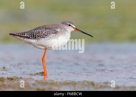 Chevalier arlequin (Tringa erythropus), adulte en plumage d'hiver debout dans l'eau, Campanie, Italie Banque D'Images