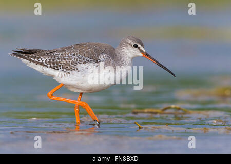 Chevalier arlequin (Tringa erythropus), adulte en plumage d'hiver debout dans l'eau, Campanie, Italie Banque D'Images