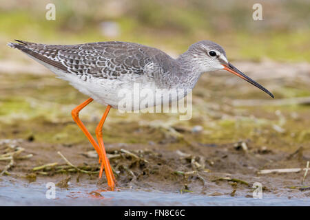 Chevalier arlequin (Tringa erythropus), adulte en plumage d'hiver marche sur la boue, Campanie, Italie Banque D'Images