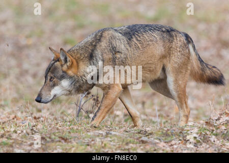 L'Italien loup (Canis lupus italicus), la marche des animaux en captivité, Civitella Alfedena, Abruzzo, Italie Banque D'Images