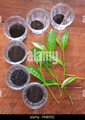 Afrique : Kenya : étapes de production du thé, et les feuilles, dans une plantation de thé à limuru tea farm, Naivasha, Nairobi Banque D'Images