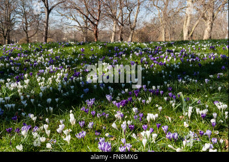 Londres, Royaume-Uni. 14 mars 2016. Les crocus sont en fleurs à St James' Park dans le centre de Londres sur une belle journée de printemps. Un système de haute pression sur la majeure partie de l'UK est attendu de temps sec pour le reste de la semaine. Crédit : Stephen Chung / Alamy Live News Banque D'Images