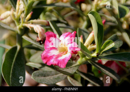 Adenium obesum, Desert rose, petit arbuste succulent avec renfort enflé, spatulés feuilles et fleurs roses en forme de trompette Banque D'Images